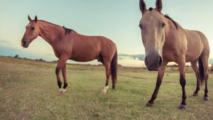 Roca: mataron a una yegua y abandonaron a su potrillo al costado de la ruta