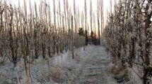 Imagen de Productores frutícolas esperan otra helada fuerte esta noche