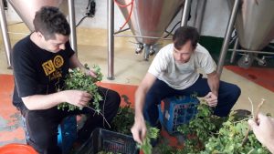 «Filarmónica Ale», una cerveza orquestada entre músicos y productores regionales