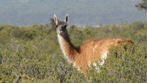 Encuentran cuatro guanacos faenados cerca del río Limay