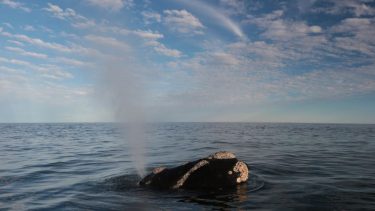 Las Grutas: cuando las ballenas te avistan a vos