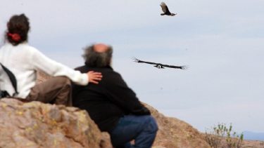 Este viernes liberarán a seis cóndores en Sierra Pailemán
