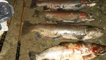 Atrapan en Bariloche a pescadores furtivos con 50 kilos de trucha