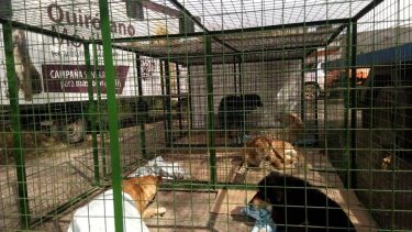 Sigue en marcha la castración de perros callejeros en Viedma