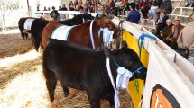 Imagen de Arranca en Río Colorado el circuito de Expo rurales de Río Negro