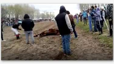 El dueño del animal es oriundo de Neuquén (Foto: Gentileza)