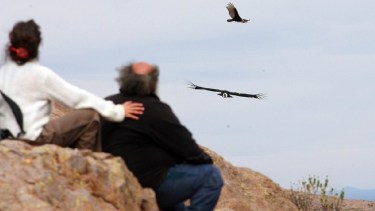 El Programa de Conservación del Cóndor Andino registró el comienzo del primer nacimiento de la temporada. (Archivo).-