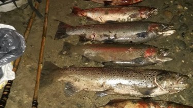 Los pescadores furtivos fueron detectados en el paraje Pichileufu. Foto: Gentileza