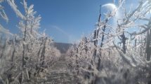 Imagen de Técnicos recorren las zonas afectadas por las heladas en Río Negro
