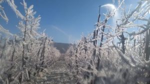 Técnicos recorren las zonas afectadas por las heladas en Río Negro