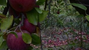 Nación declaró la emergencia agropecuaria para Río Negro