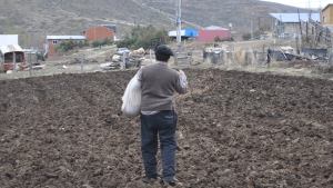 Comienza la siembra de trigo para la trilla en El Cholar