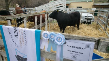 Los galardones se lo llevó la la cabaña viedmense“La Cantera” de los hermanos Sosa. Foto: Pablo Leguizamon