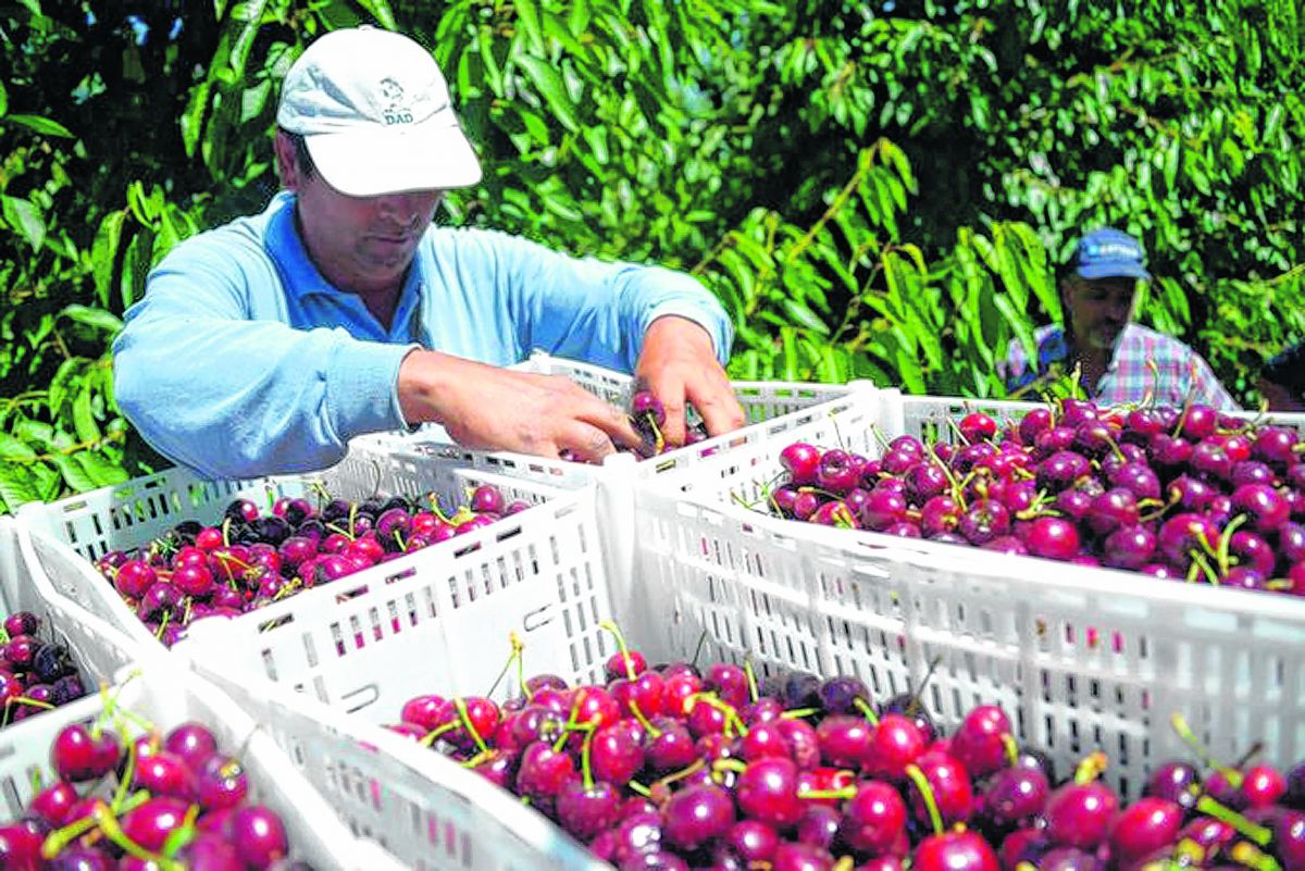 En la última temporada Río Negro participó de un 20% del volumen total de cerezas exportadas. Neuquén del 16%.