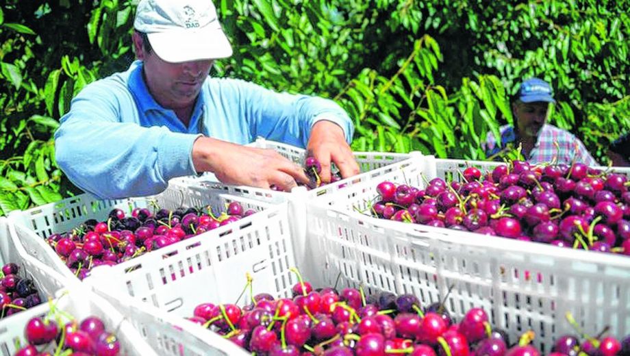 Uvas y cerezas argentinas desembarcan en Tailandia