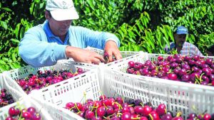 Tailandia se abre para las cerezas y uvas argentinas