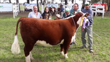 La calidad del animal fue la razón para que consiguiera semejante precio. Los exponentes son cada día más importantes. Foto: gentileza Mauro Folco.