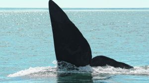 Radiografía de las ballenas francas que visitan el Golfo