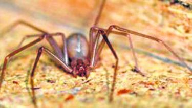 La denominada araña de los Cuadros, es una de las que más complicaciones genera.