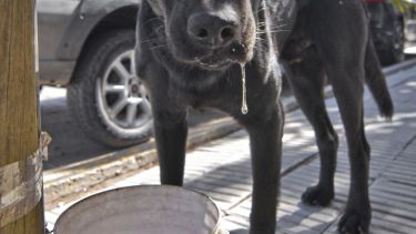 Este año el Municipio de Neuquén decidió cerrar los caniles de Zoonosis. (Archivo).-