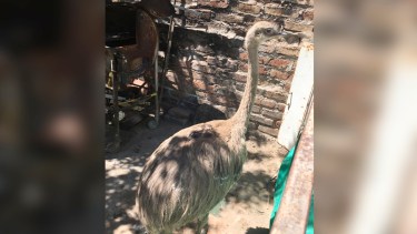 El animal fue rescatado del patio de una casa. Foto: Gentileza 