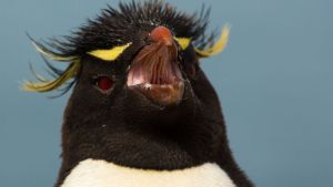 Video: llegaron los pingüinos de Penacho Amarillo a Puerto Deseado