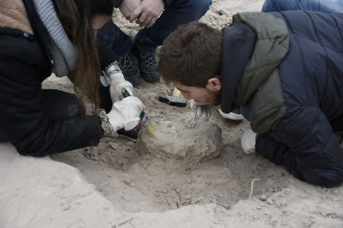 Los restos de lo que sería un cocodrilo fueron hallados en el campus de la Universidad del Comahue. (Juan Thomes).-