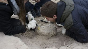 Los restos de lo que sería un cocodrilo fueron hallados en el campus de la Universidad del Comahue. (Juan Thomes).-