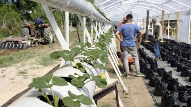 La técnica permite controlar el riego y los fertilizantes. Foto Florencia Salto