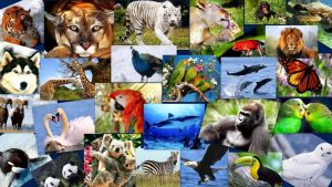 Día Mundial de los Animales, que no se extinga el querer protegerlos