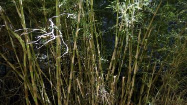 La floración de la caña colihue que se detectó en noviembre pasado provocó un crecimiento notable de la población de roedores. (Archivo)