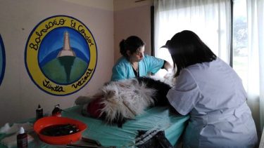 Unos 50 perros fueron desparasitados y 10 castrados en El Cóndor
