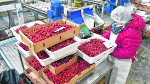 Cerezas: la gran oportunidad de la Patagonia argentina