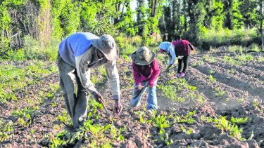 Familias bolivianas producen el 80% de verduras en Río Negro
