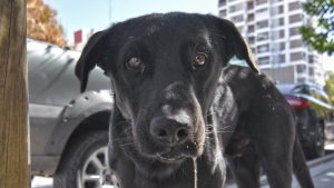 Alimenta a perros callejeros y la municipalidad de Zapala la multó por 12.000 pesos