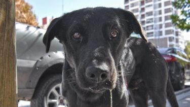 Se viene un festival a puro rock para ayudar a los perros callejeros en Roca