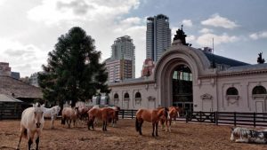 La Sociedad Rural pidió a Alberto Fernández producir «sin intervenciones»