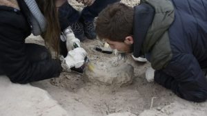 Hallaron fósiles de 85 millones de años detrás del Poder Judicial de Neuquén