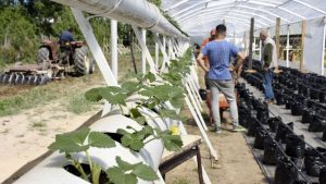 Los tomates, pimientos y frutillas de Plottier crecen en el agua