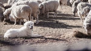 El perro que protege a las ovejas de los pumas y zorros