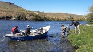 Video: guías de pesca y guardafaunas limpiaron el río Chimehuin