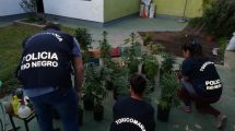 Imagen de Secuestraron más de 120 plantas de marihuana en Viedma
