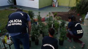 Secuestraron más de 120 plantas de marihuana en Viedma