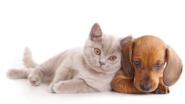 Vacunas, las grandes aliadas de las mascotas