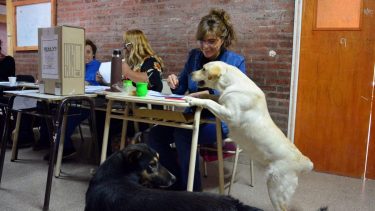 Viedma 2019: perros en las mesas y falta de elementos