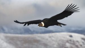 Dictan curso fotografía de la naturaleza paisajística de la Patagonia, en Bariloche