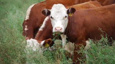 Las asociaciones rurales de la Patagonia cuestionan  la resolución de Senasa sobre la Rural por la zona libre de aftosa. (Archivo).-