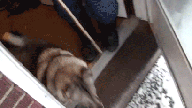 En algunas zonas de la región se mantienen las nevadas, y hay algunos contentos con eso. - 