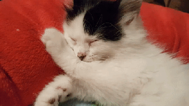 Todos tenemos fiaca este lunes. 