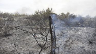 Las llamas comenzaron ayer por la tarde pero el viento sirvió para extenderlas. Foto: Juan Thomes 